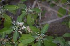 Barleria prionitis subsp. pubiflora